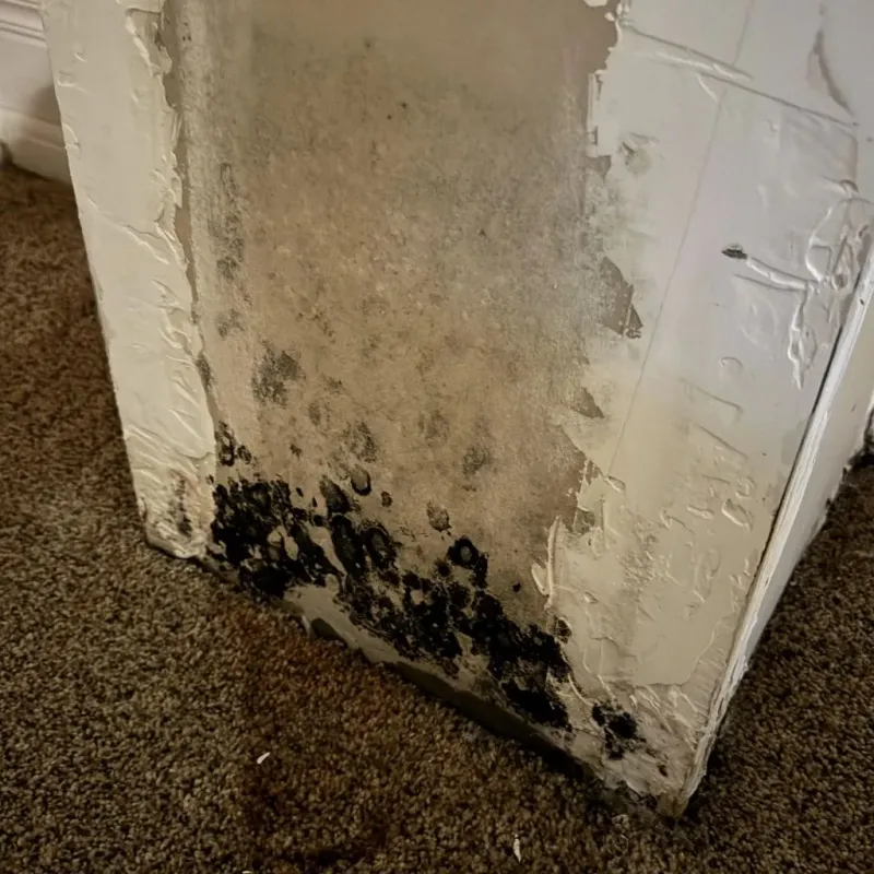 Professional Mold Removal in Wise County, VA